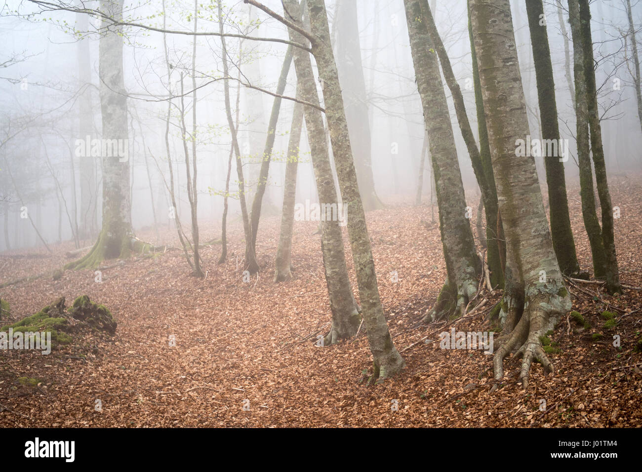 Trees in dark foggy forest landscape Stock Photo - Alamy