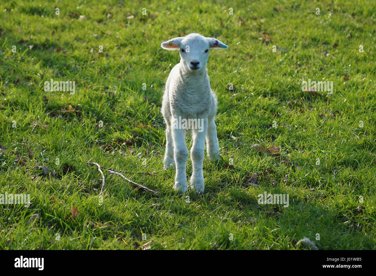 Lamb standing in a field looking at the camera Stock Photo