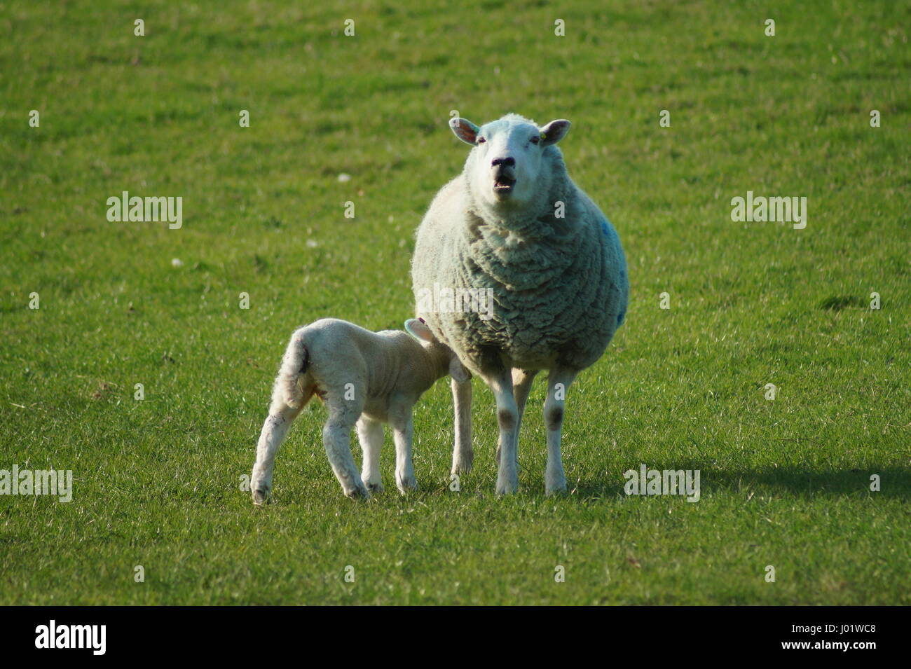 Ewe feeding a lamb in a field, south east England Stock Photo
