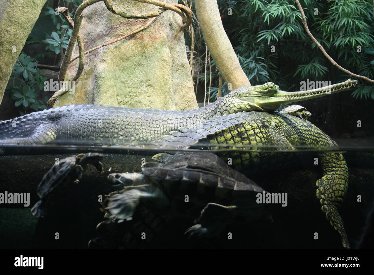 Gharial (Gavialis gangeticus), also knows as the gavial or fish-eating crocodile. Prague Zoo, Czech Republic Stock Photo