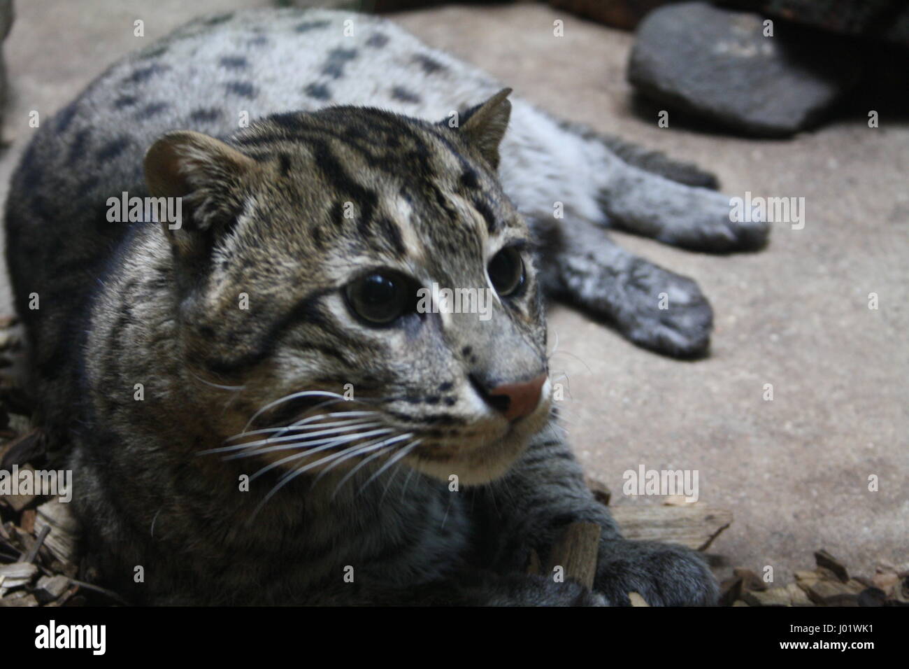 Fishing cat (Prionailurus viverrinus), Prague zoo Stock Photo