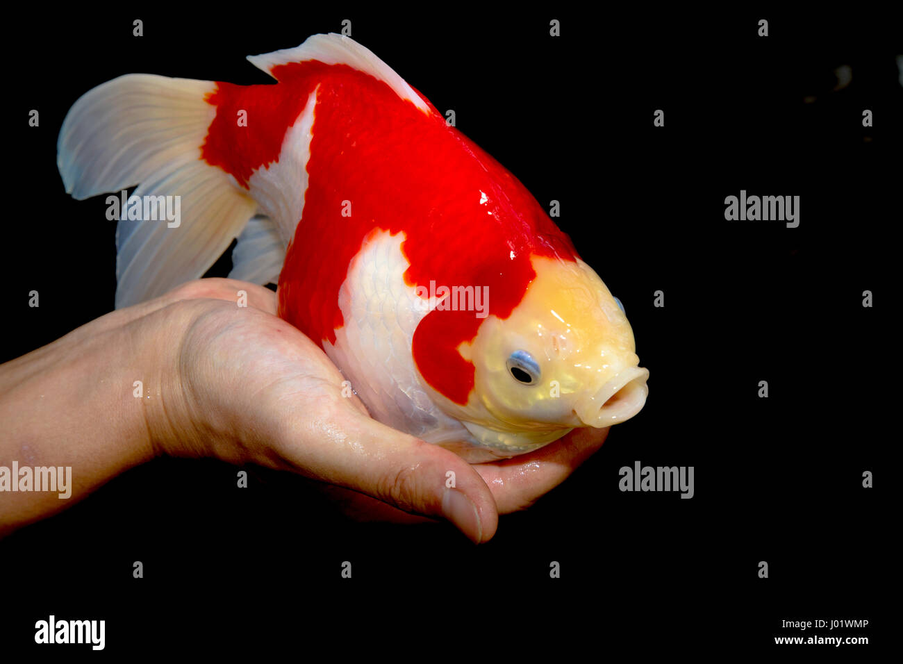 Japanese breeder holding a Tamasaba goldfish Stock Photo