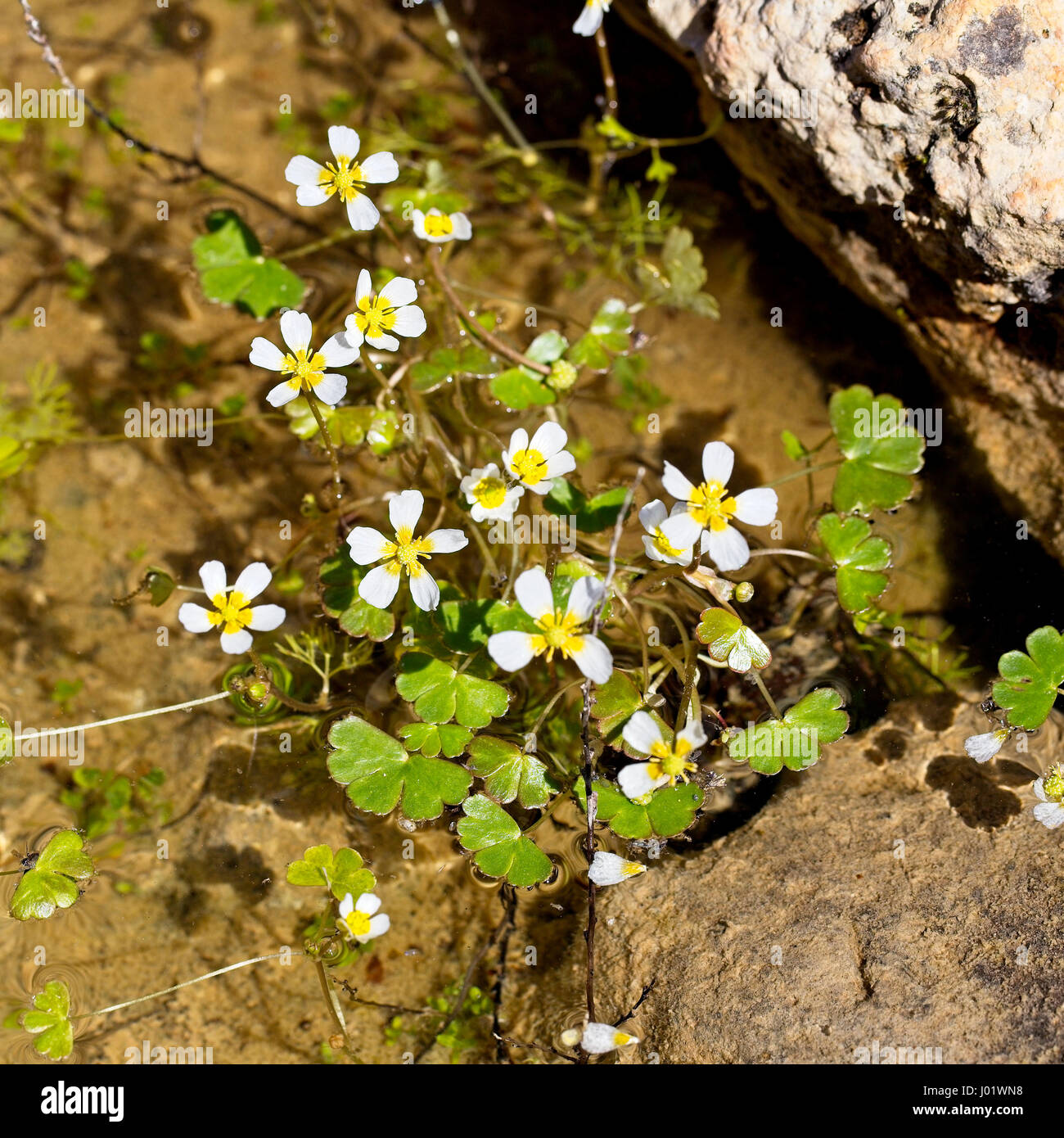 Pond Water-crowfoot (Ranunculus peltatus) in a small pond, Pegeia Forest, Paphos, Cyprus Stock Photo
