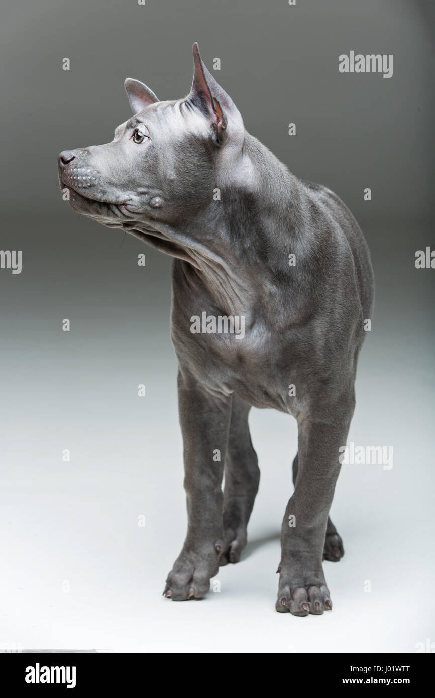 Beautiful blue thai ridgeback 3 months old puppy over grey background ...