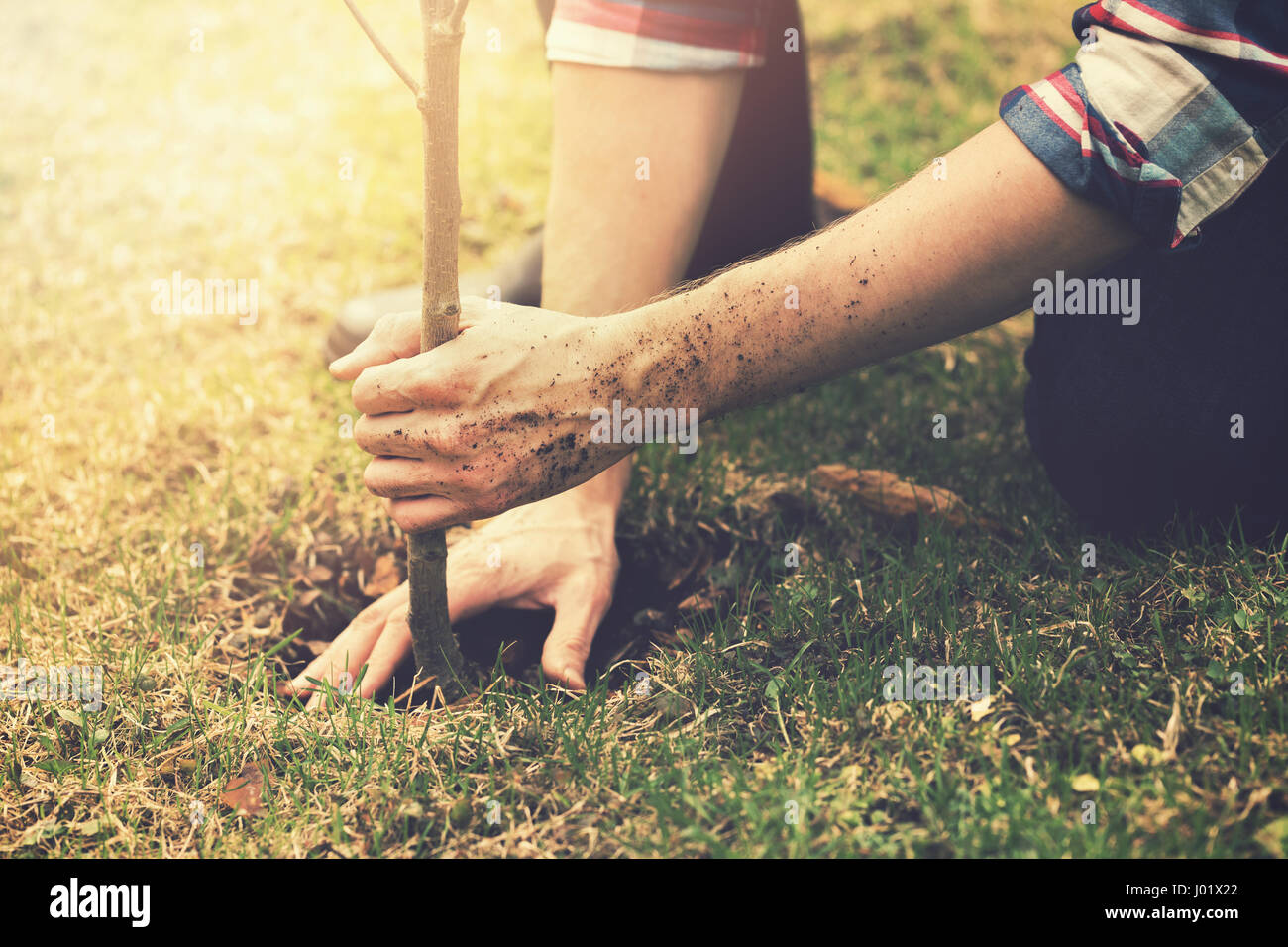gardener planting a tree while working in the garden Stock Photo