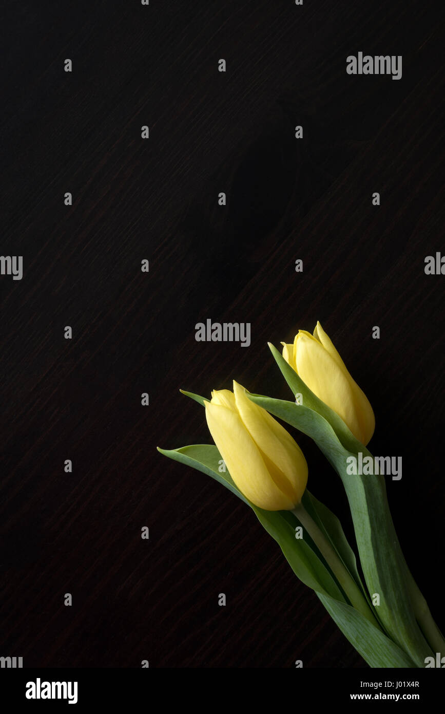 Two Isolated yellow tulips against a dark background Stock Photo - Alamy