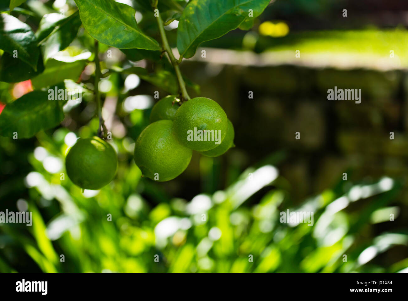 Backyard Lemon Tree Stock Photos Backyard Lemon Tree Stock