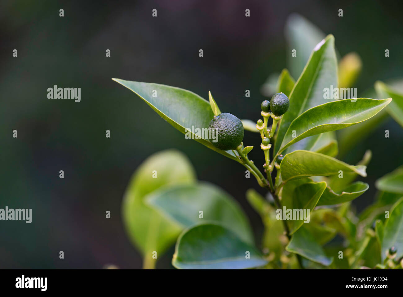 Young green kumquat fruit growing on a backyard tree in Sydney Stock Photo Alamy