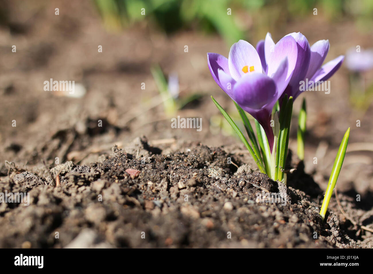 spring flower crocus Stock Photo - Alamy