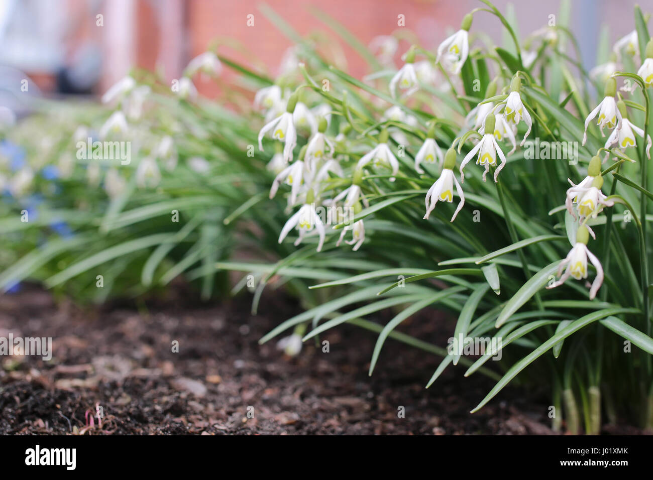 Spring Flower Color White spring flower white Stock Photo - Alamy