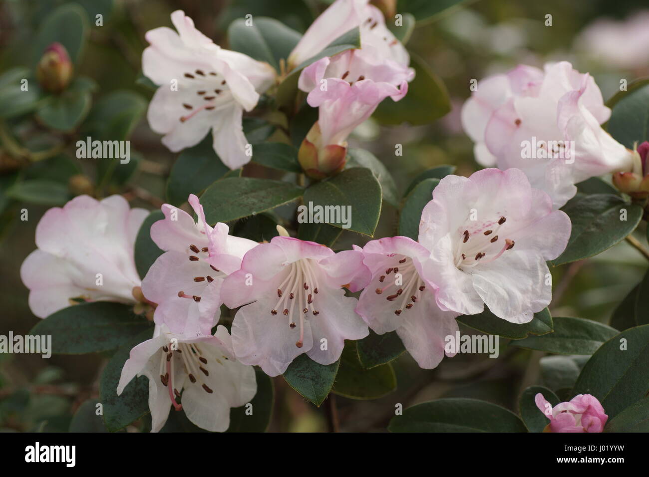 Rhododendron 'Cilpinense' Stock Photo