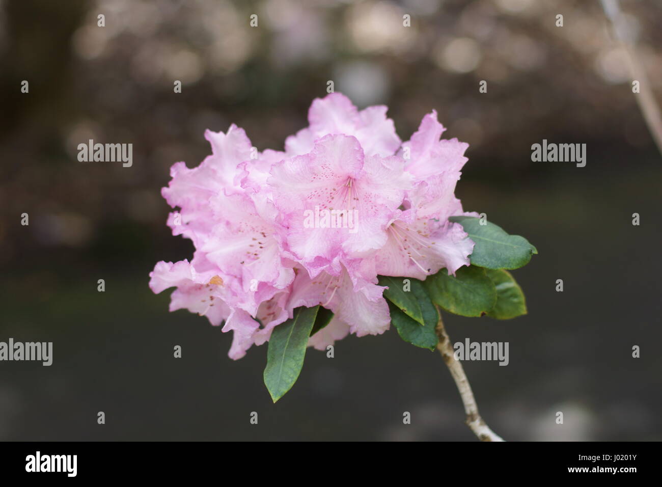 Rhododendron 'Daphne Millais' Stock Photo