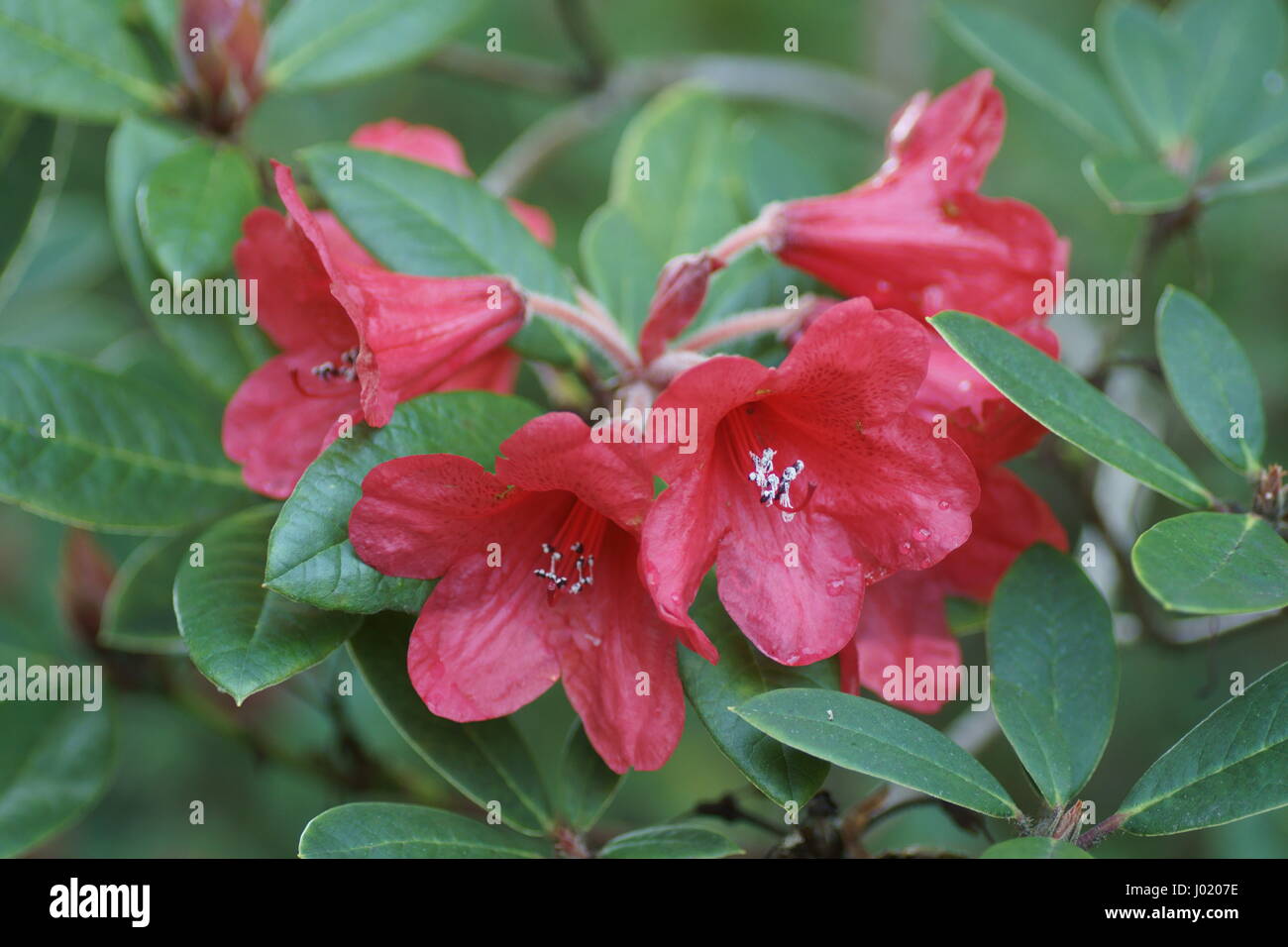Rhododendron 'Elizabeth' Stock Photo