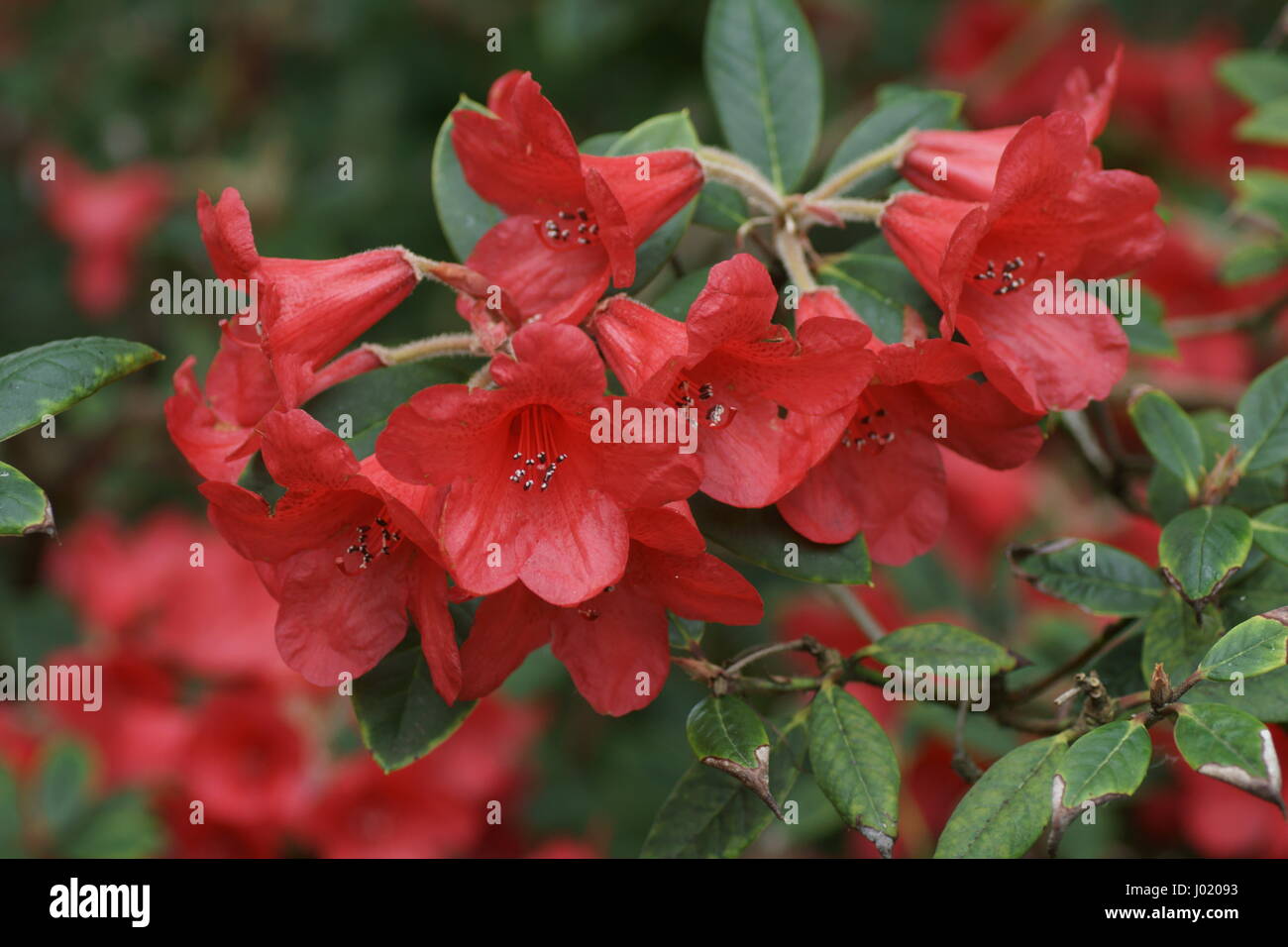 Rhododendron 'Elizabeth' Stock Photo