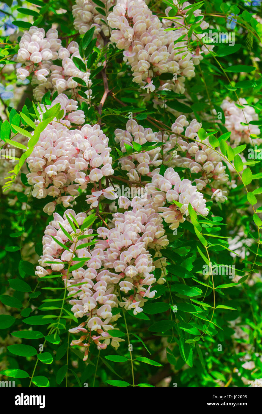 Beautiful Acacia flowers Stock Photo Alamy