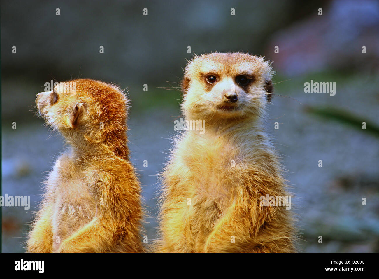 Two meerkats watching over their family in zoo Stock Photo