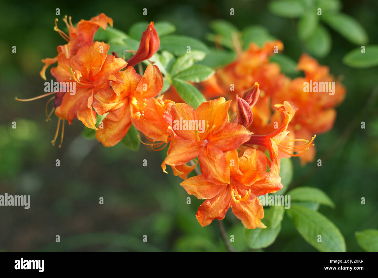 Rhododendron 'Golden Eagle' Stock Photo