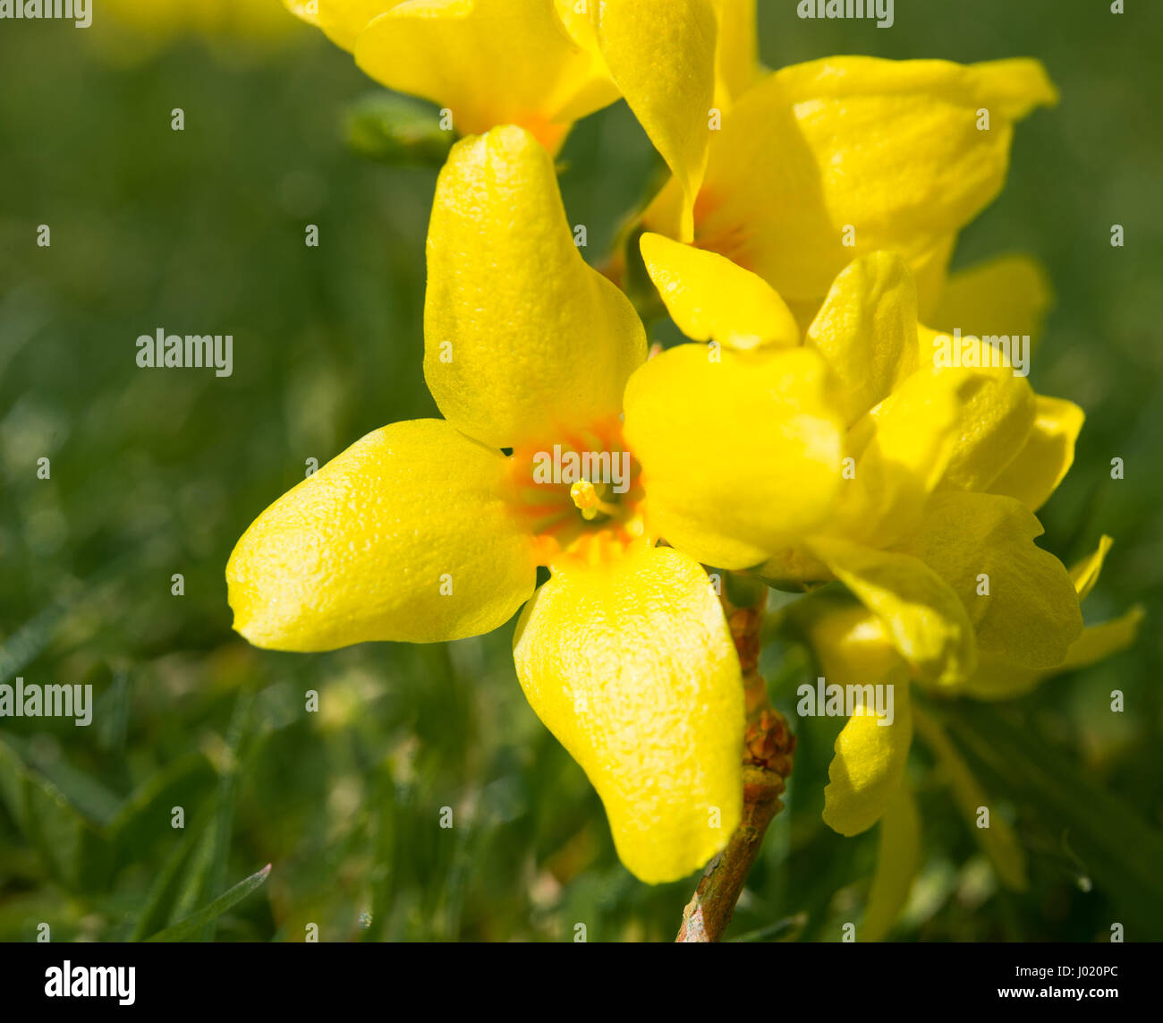 Forsythia flowers, Spring flowering shrub Stock Photo