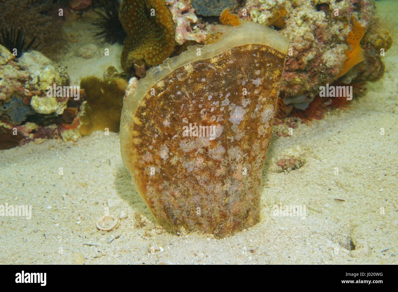Live underwater hi-res stock photography and images - Alamy