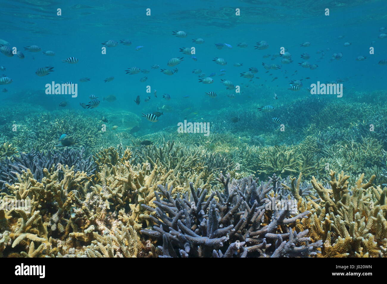 Pristine coral reef underwater with shoal of fish sergeant damselfish, south Pacific ocean, New Caledonia Stock Photo