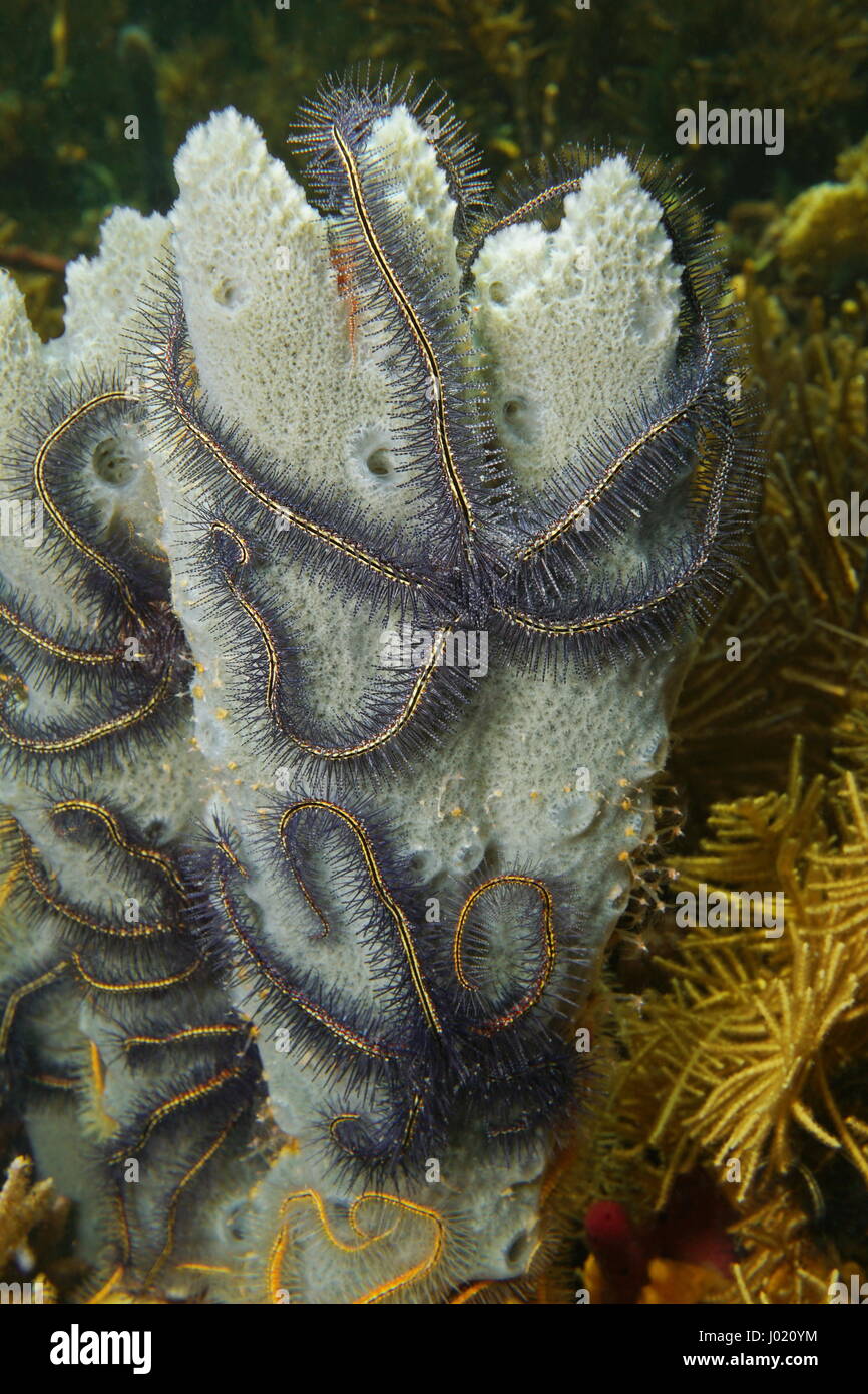 Sea sponge Niphates erecta with brittle stars, Caribbean sea underwater marine life Stock Photo