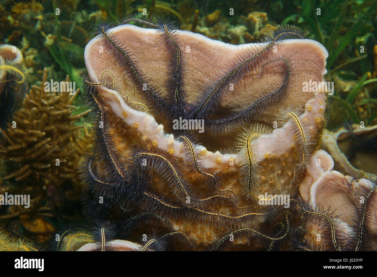 Sea sponge Callyspongia vaginalis colonized by brittle stars, underwater marine life in the Caribbean sea Stock Photo