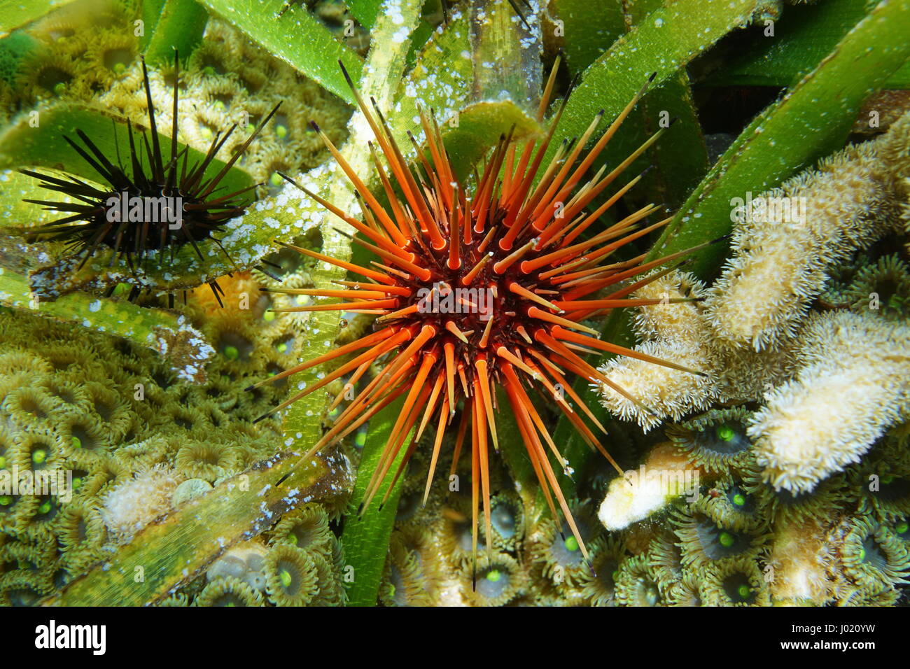 Sea urchin Echinometra viridis underwater on a shallow seabed, commonly called reef urchin, Caribbean sea Stock Photo
