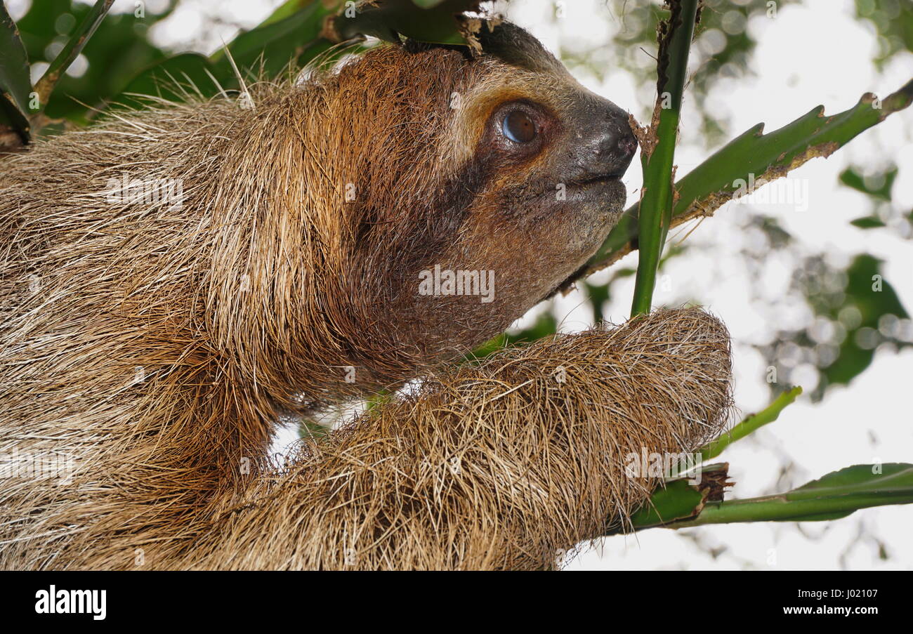 Brown throated three toed sloth head profile, wild animal in the jungle, Costa Rica, Central America Stock Photo