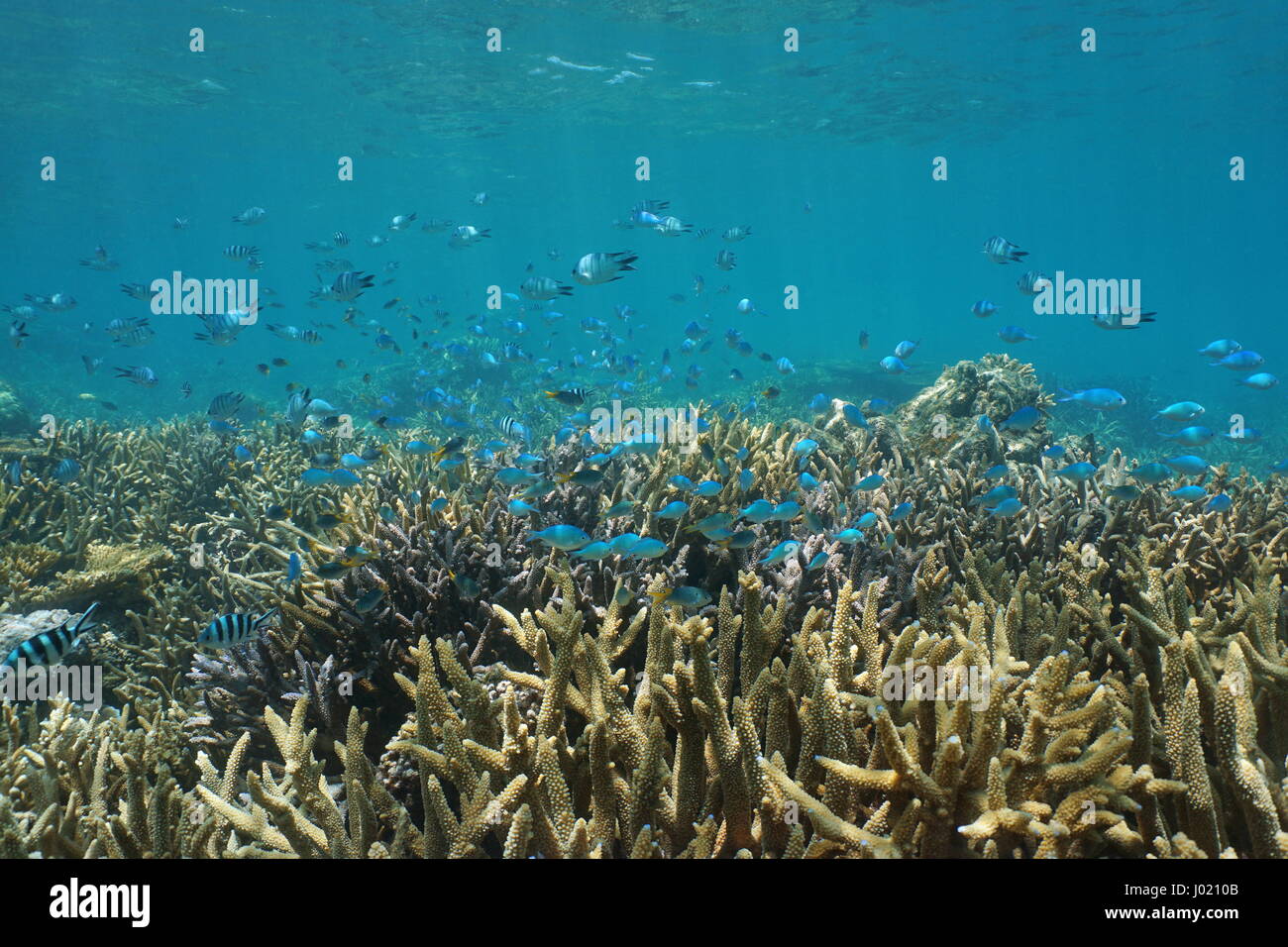 Underwater coral reef with fish shoal of various species of damselfish over staghorn corals, south Pacific ocean, New Caledonia Stock Photo