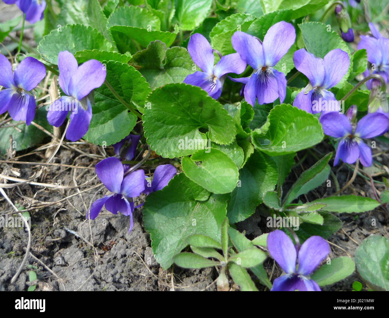 Fragrant violets wild flower (English Sweet Violets, Viola odorata). Stock Photo