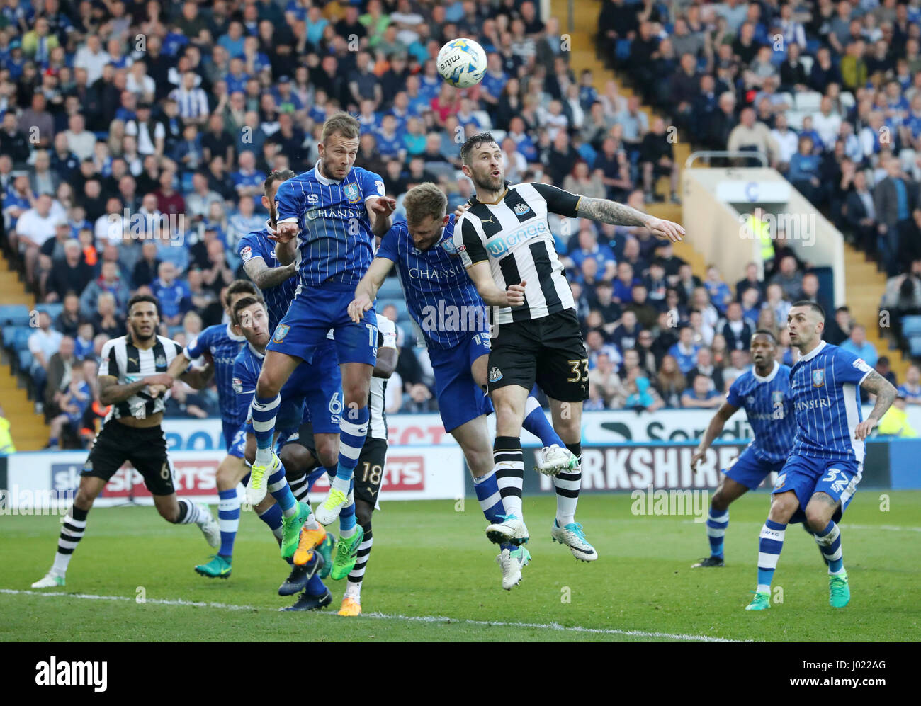 Daryl Rhodes Sheffield Wednesday's Jordan Rhodes and Newcastle United's Daryl Murphy ...