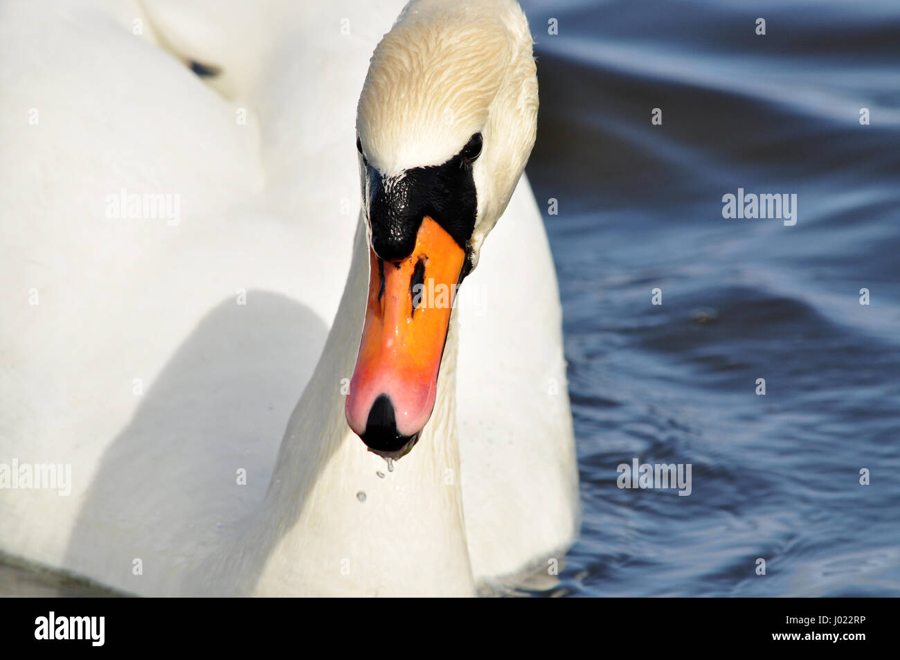 White swan portrait closeup  - swimming in the baltic sea Stock Photo