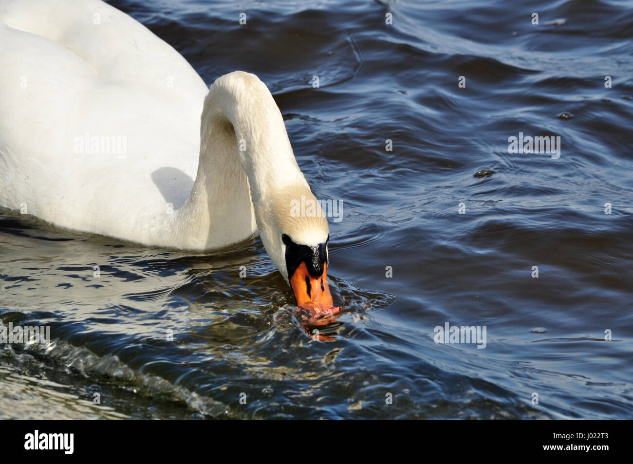 White swan portrait closeup  - swimming in the baltic sea Stock Photo