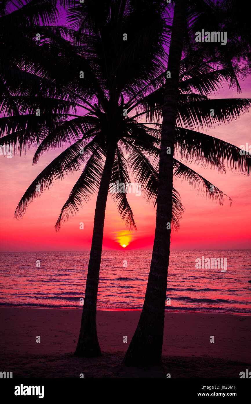 palm trees silhouette on sunset tropical beach. Tropical sunset Stock ...