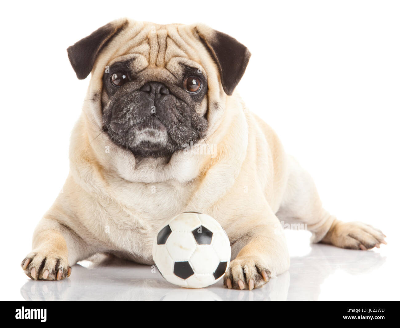pug dog isolated on a white background Stock Photo - Alamy