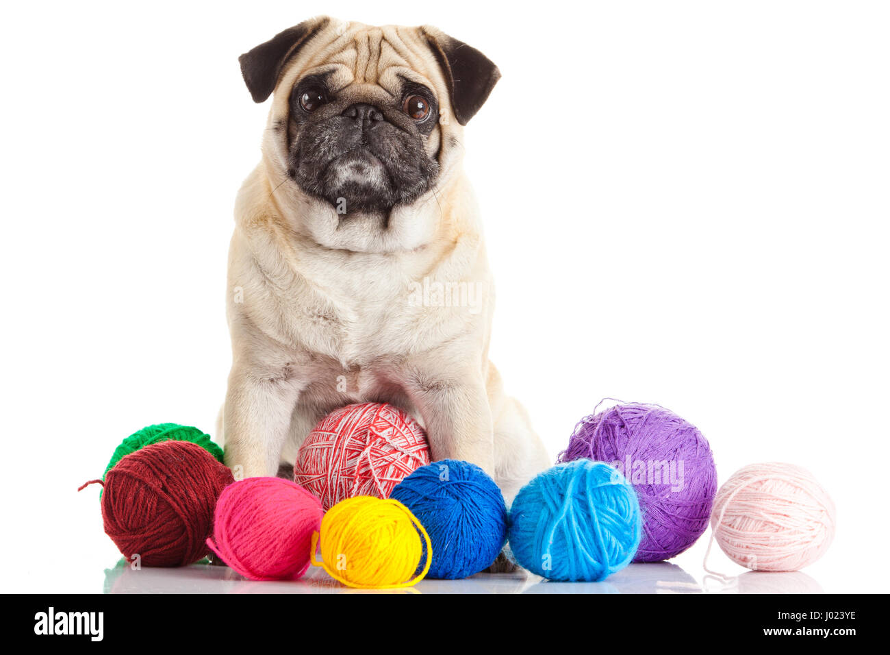 pug dog isolated on a white background Stock Photo - Alamy