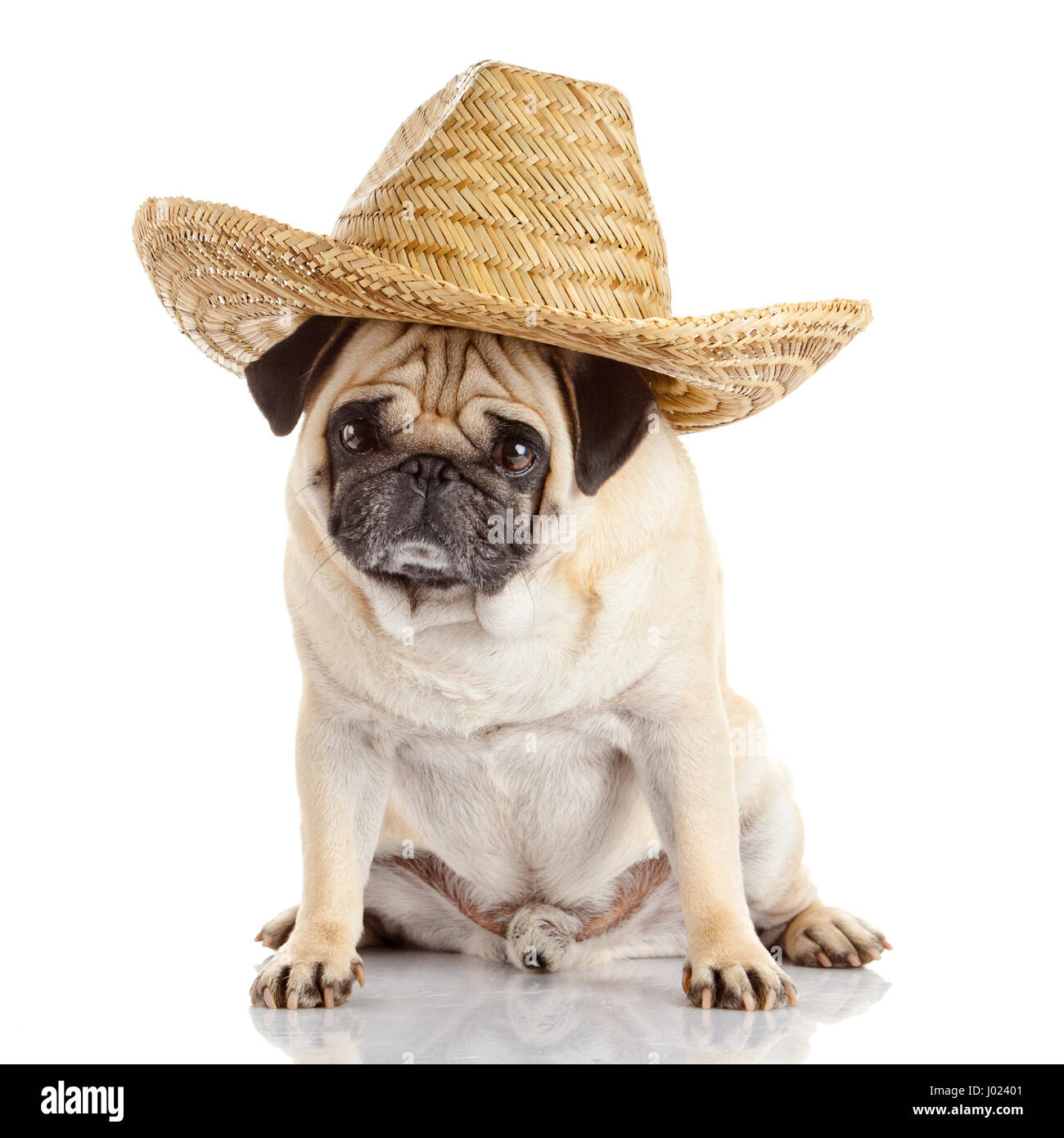 pug dog isolated on a white background Stock Photo - Alamy