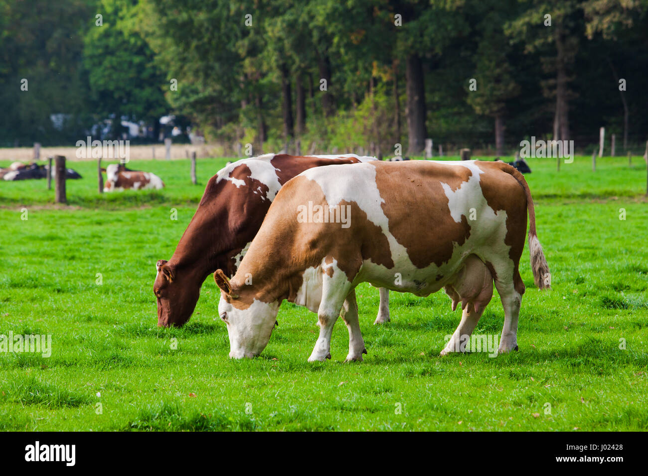 Cows on green meadow Stock Photo - Alamy
