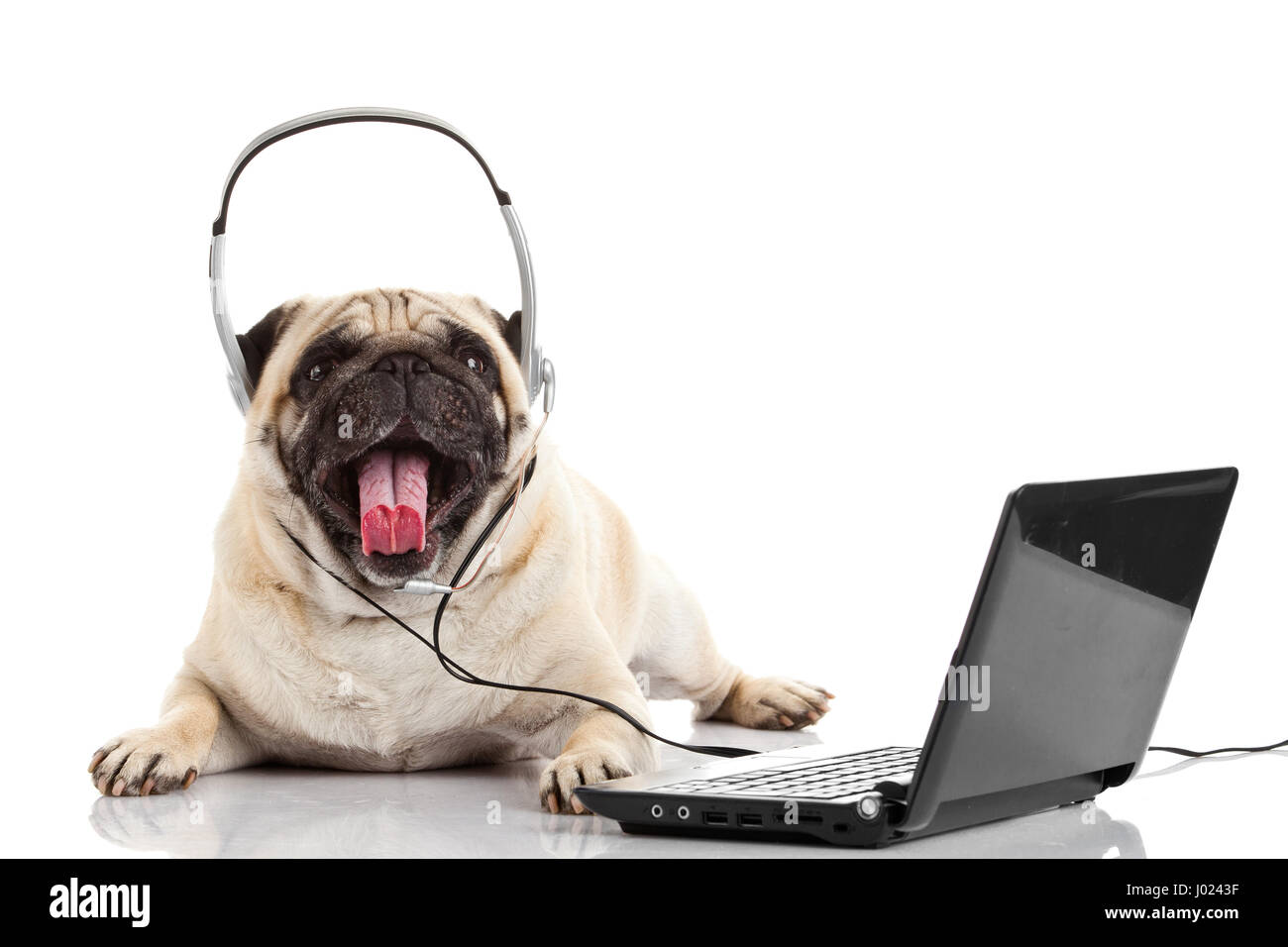 call center agent. pug dog telephone operator Stock Photo - Alamy