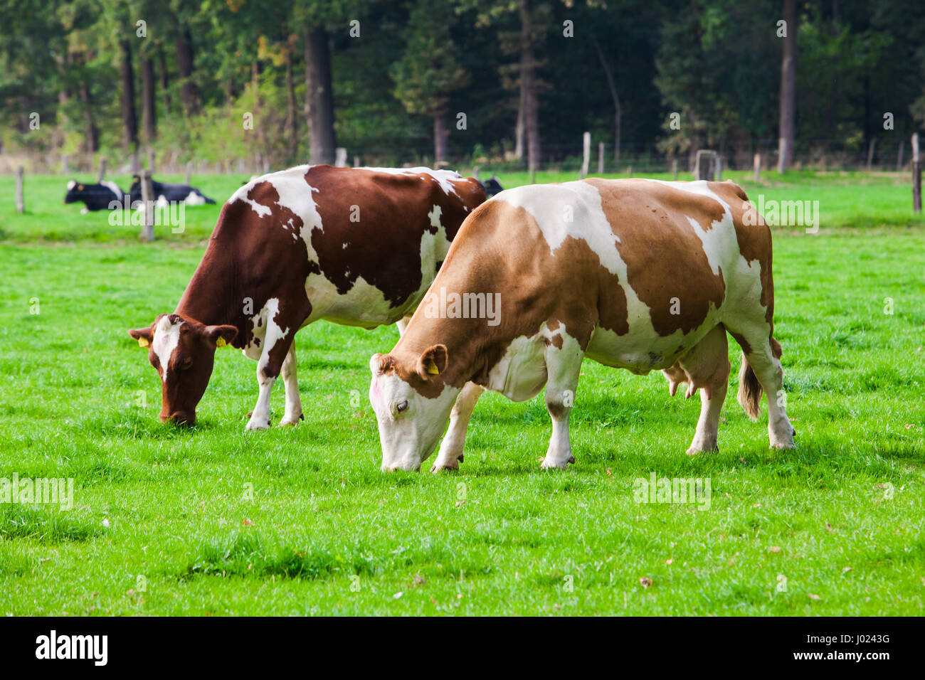 Cows on green meadow Stock Photo - Alamy