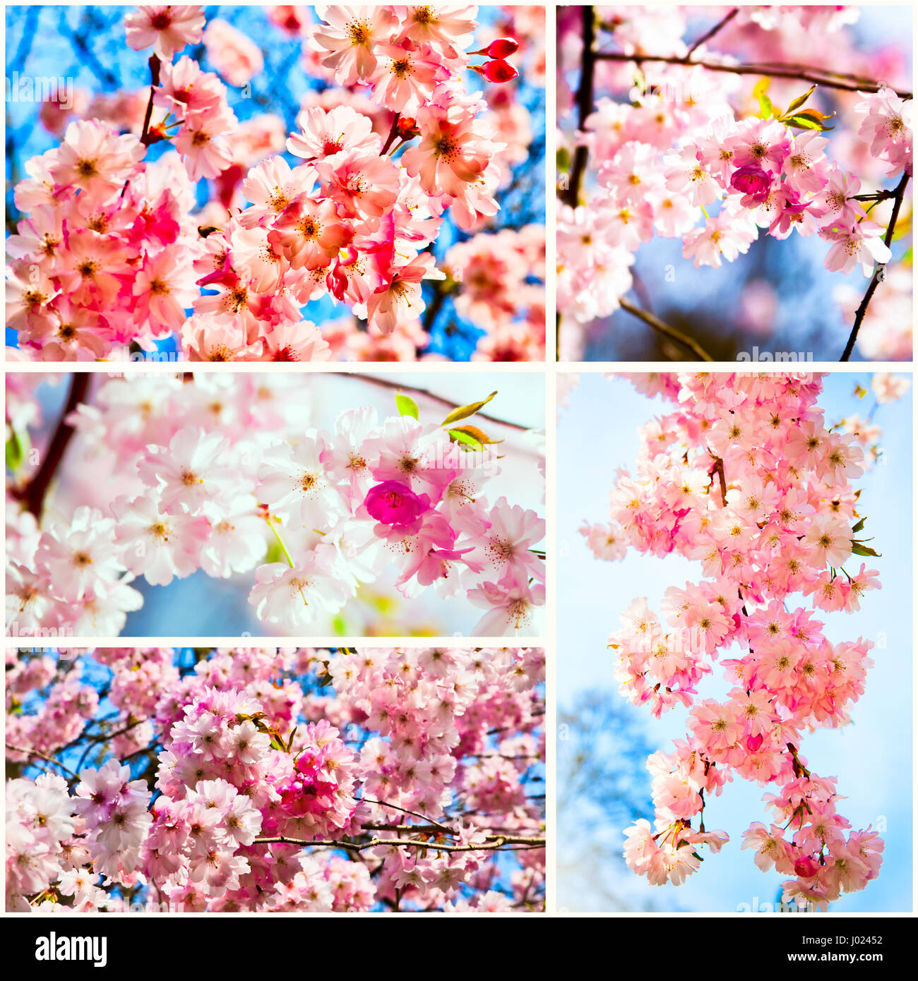 Beautiful Cherry blossom , pink sakura flower Stock Photo - Alamy