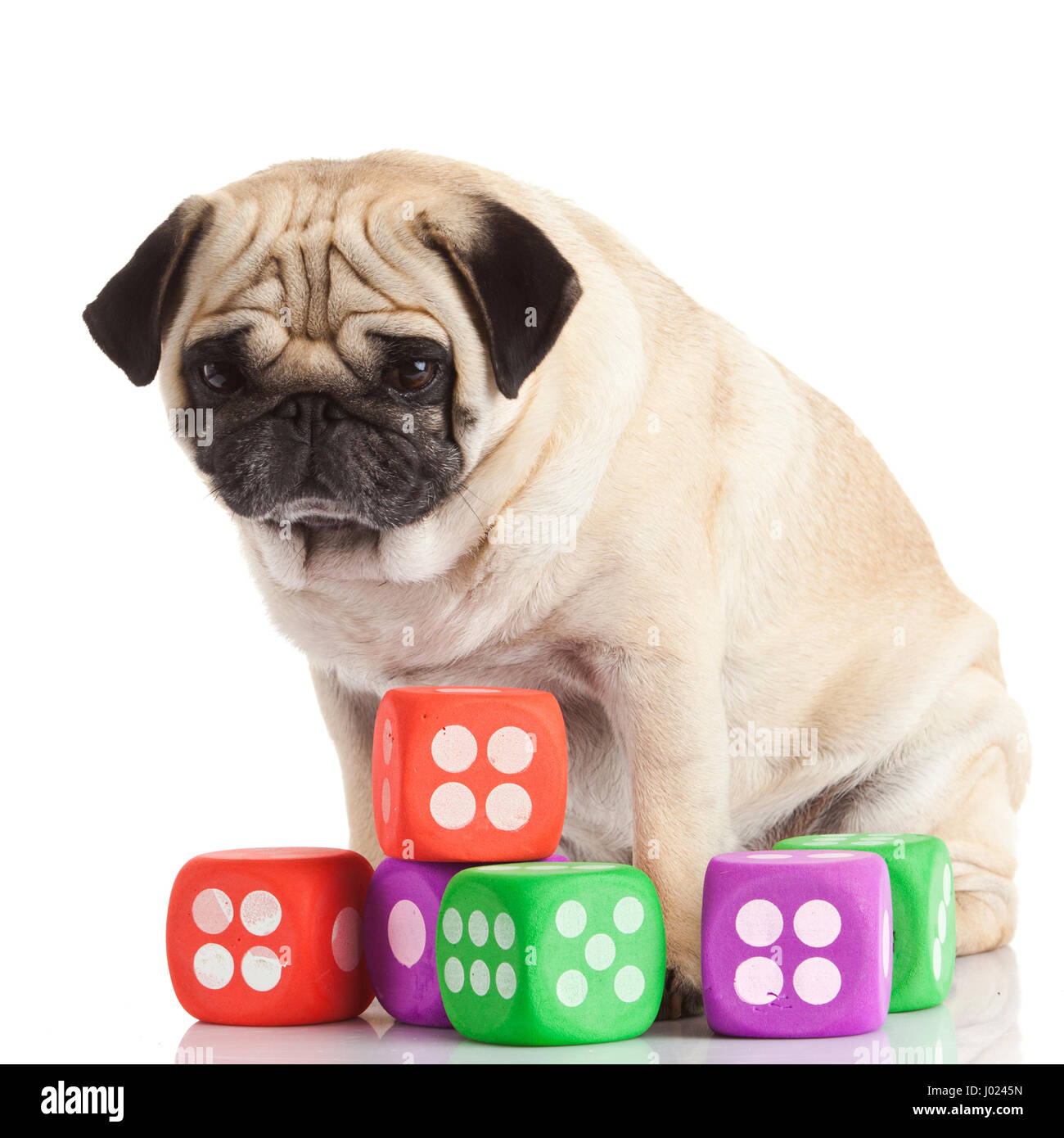 pug dog isolated on a white background Stock Photo - Alamy