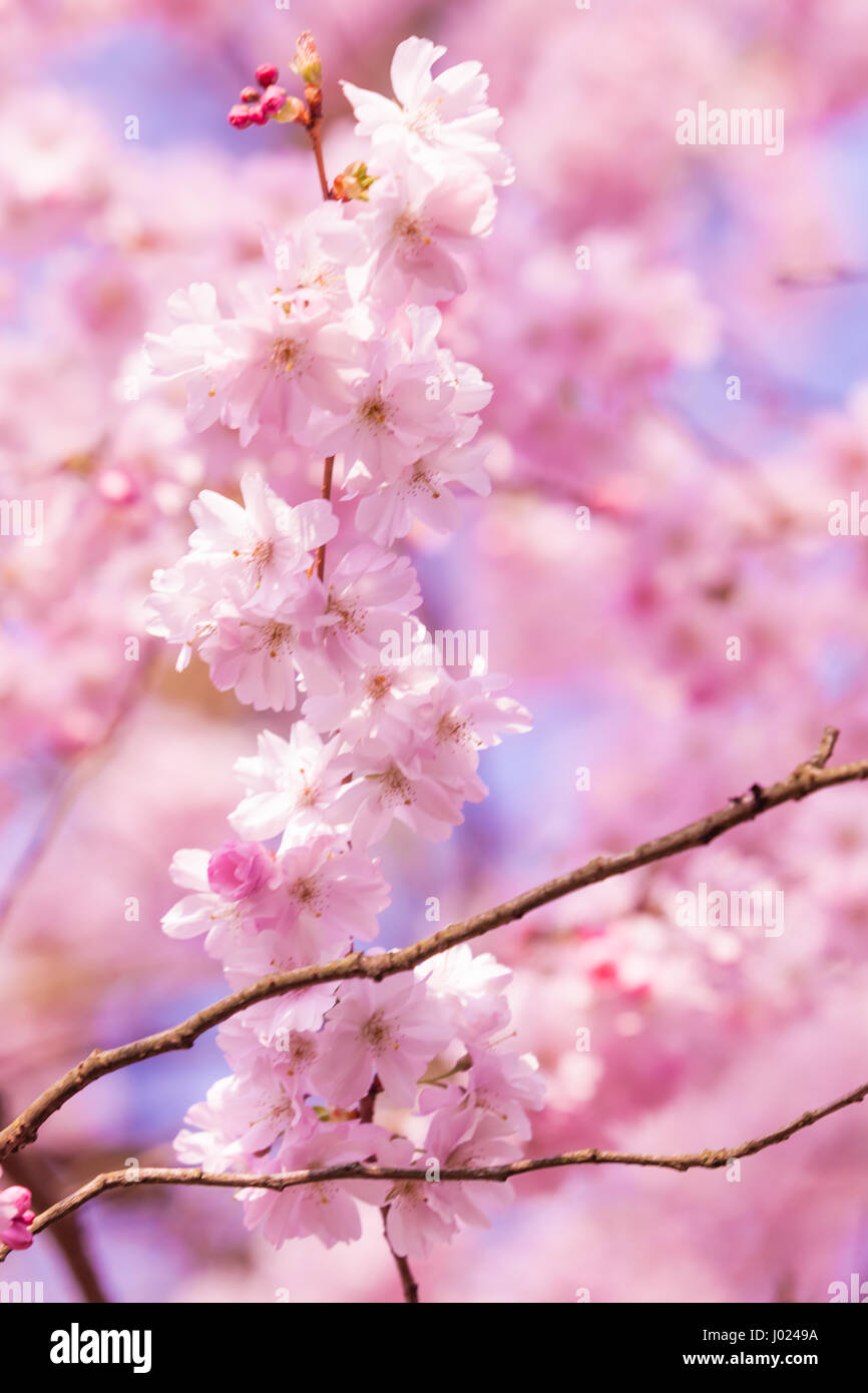 Beautiful Cherry blossom , pink sakura flower Stock Photo - Alamy