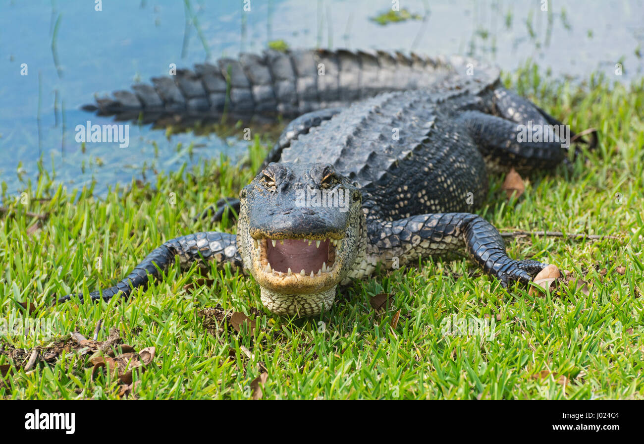 Gator glam hi-res stock photography and images - Alamy