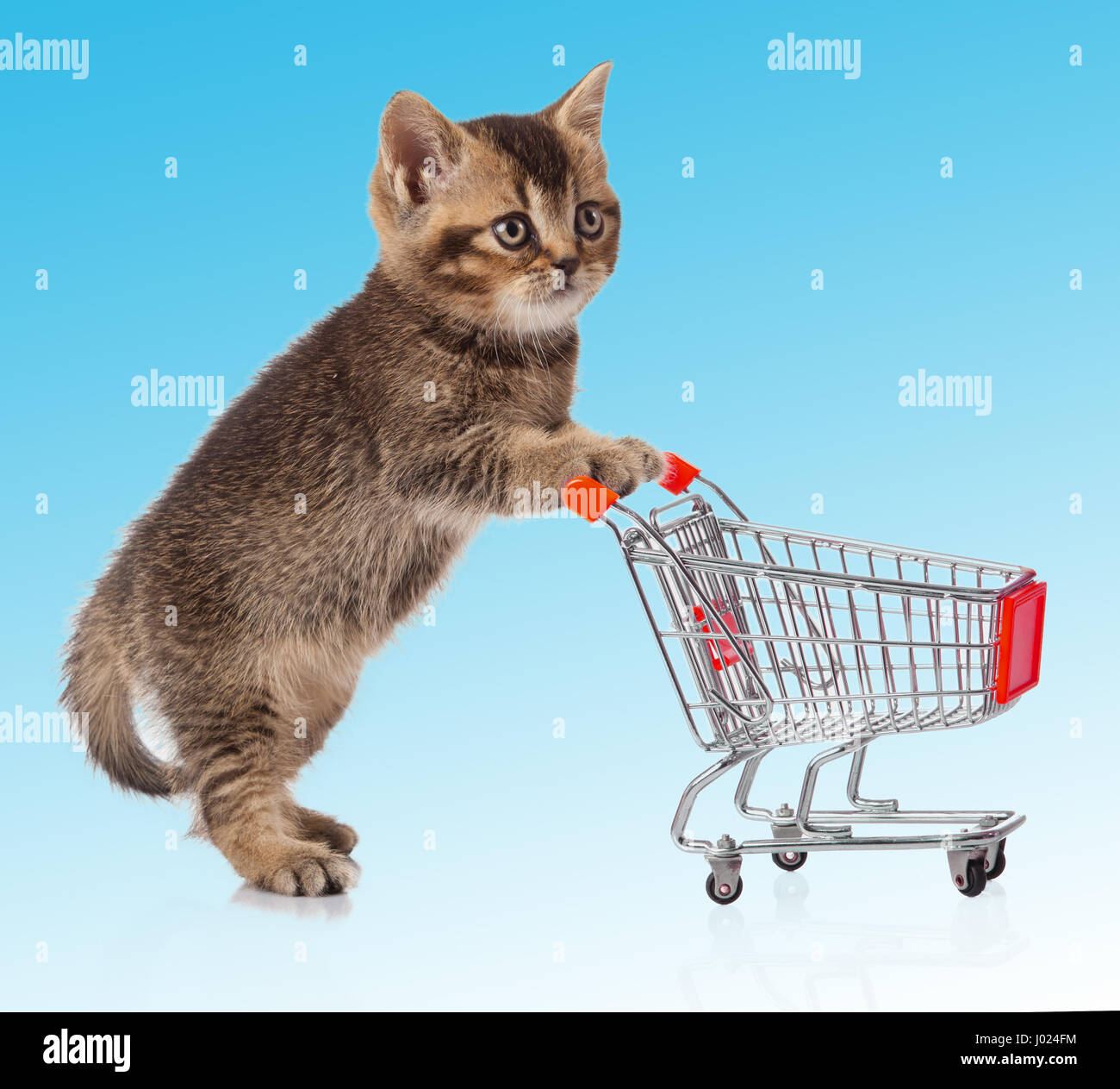 british cat with shopping cart Stock Photo Alamy