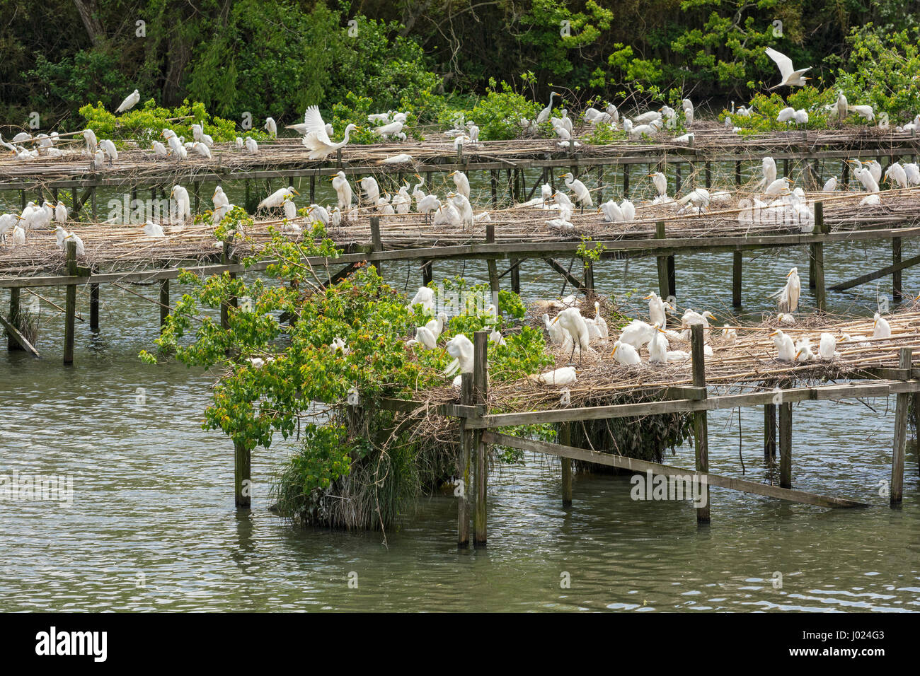 Louisiana, Avery Island, Jungle Gardens,  Bird City, Snowy Egret rookery founded in 1890's by Edward McIlhenny Stock Photo