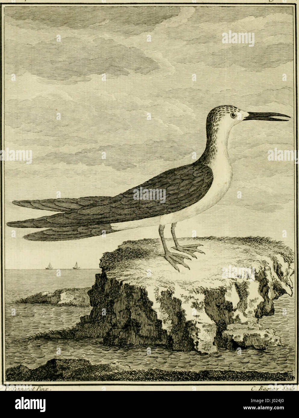 'Voyage à la Nouvelle Guinée : dans lequel on trouve la description des lieux, des observations physiques & morales, & des détails relatifs à l'histoire naturelle dans le regne animal & le regne végétal' (1776) Stock Photo