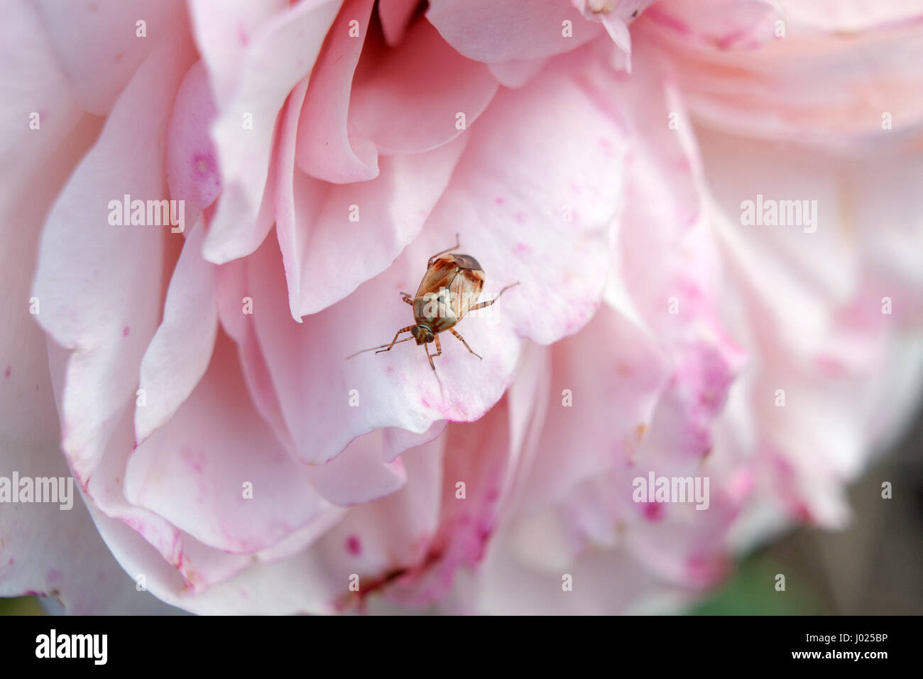Small colorful bug on a pink rose. Garden scene of close up insect that is resting on a pinkish rose. Blurred background with focus on an animal. Stock Photo