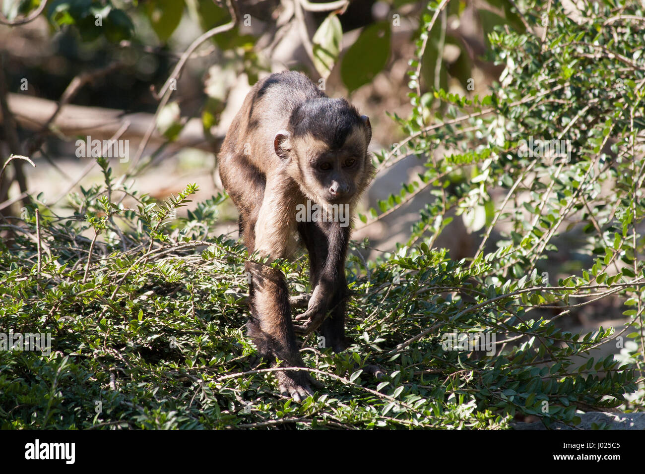 Capuchin primate walking on the rope. Small monkey walking towards the camera. Beautiful animal on a sunny day. Stock Photo