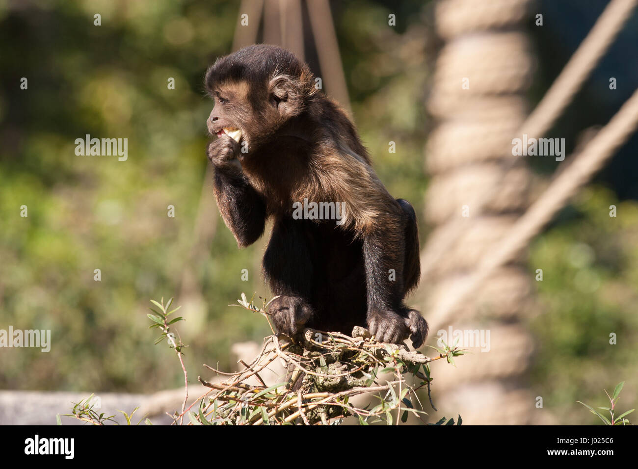 Small capuchin monkey eating and sitting on the edge of a tree. Cute animal shot close up. Picture with natural sunny light. Animal looks in the left. Stock Photo